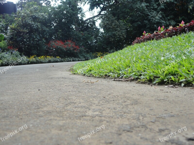 Grass Roads Plants Nature Love Grass