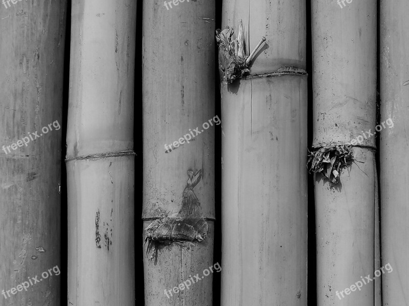 Bamboo Bamboo Forest Leaves Bamboo Shoot Branch