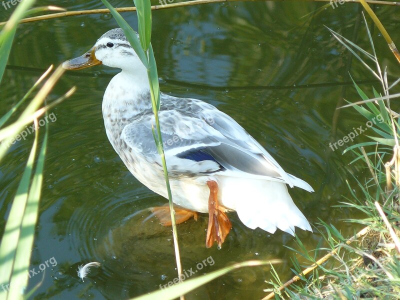 Bottomless Pit Lake Duck Bird Animal