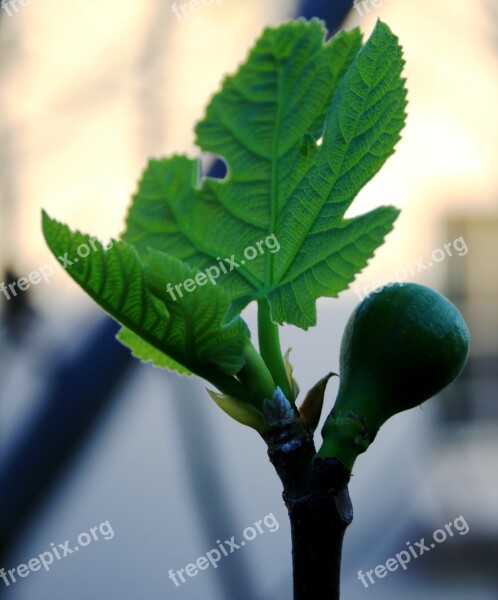 Fig Fruit Young Swollen New Leaf