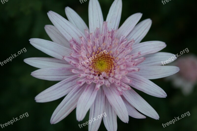 Daisy Flower Bloom Crown Double