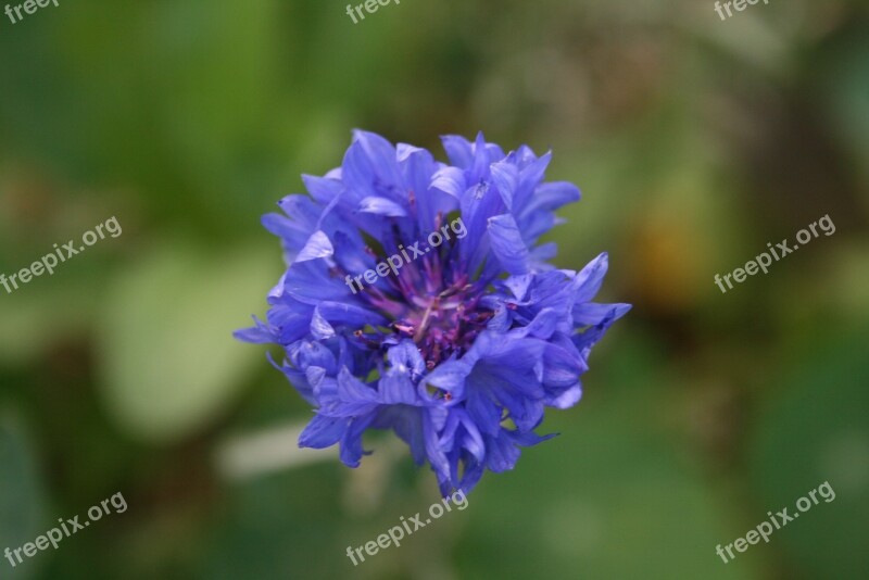 Flower Flowers Spring Blue Flower Close Up