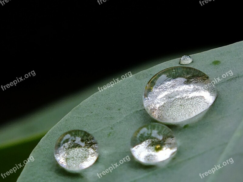 Drops Leaf Drops Plant Leaves Green Drop Of Rain