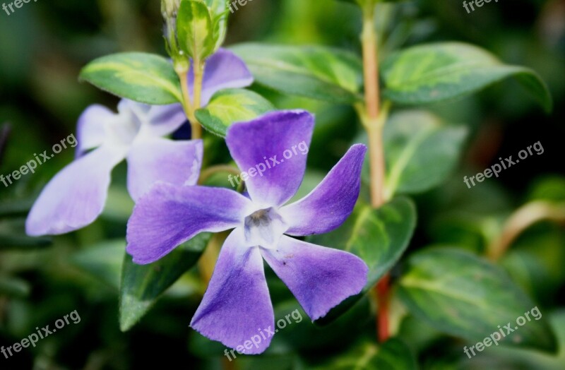 Flower Bloom Petals Purple Green Leaves