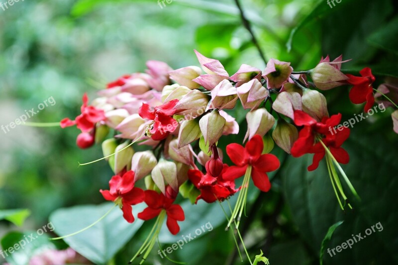 Red Flowers Flowers Blossom Blossoms Nature