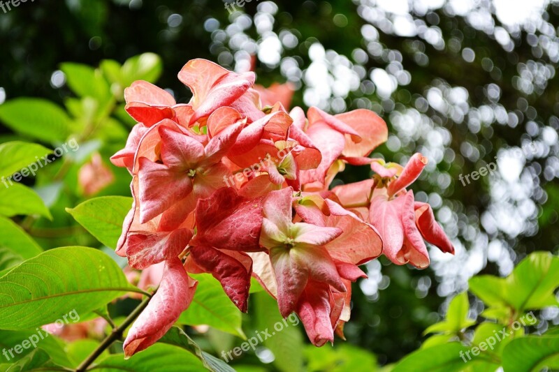 Musundas Red Flowers Flowers Blossom Blossoms