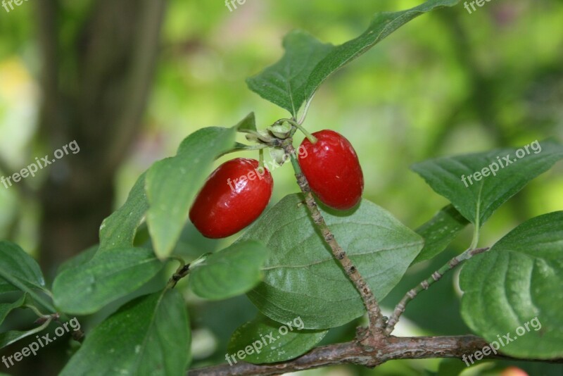 Rose Hip Sammelfrucht Fruit Red Branch