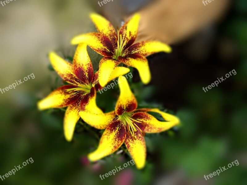 Lily Lilies Yellow Flower Yellow Flower