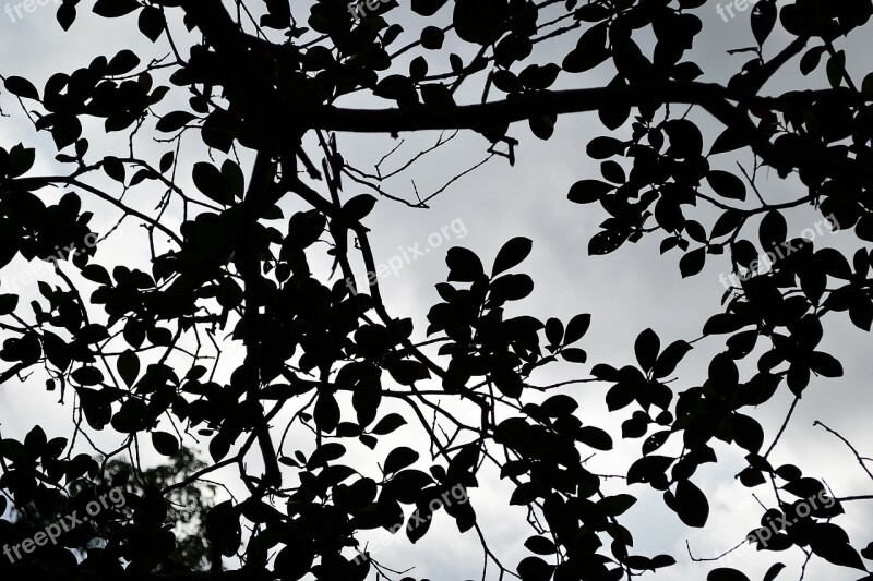 Black Leafs Clouds Haunted Mystery Quite