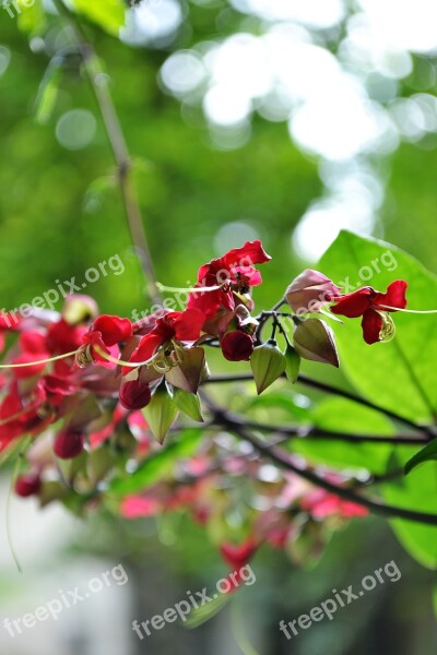 Flowers Red Flowers Blossom Blossoms Nature