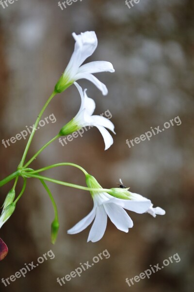 White Flower Flower Flowers Blossom Blossoms