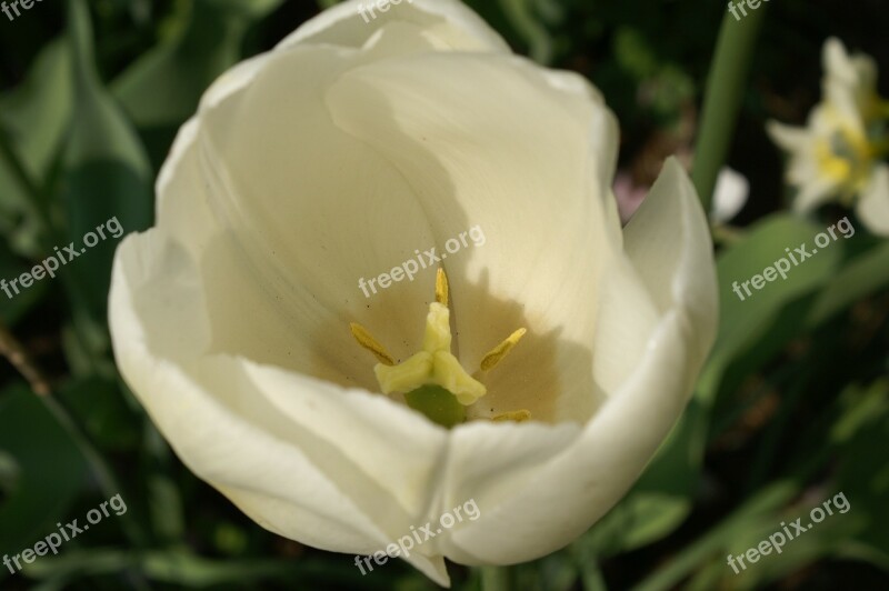 Tulips Holland Spring Nature Tulip