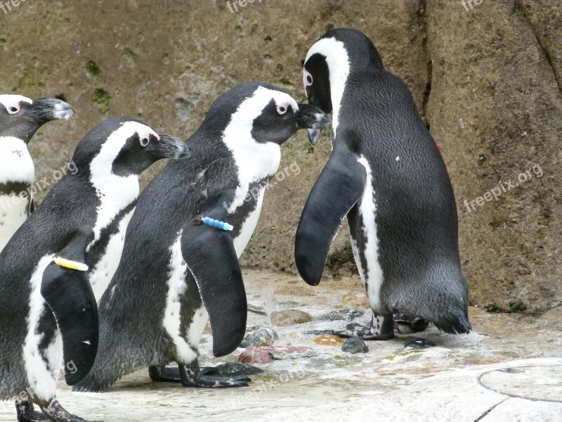 African Penguin Aves Group Spheniscus Demersus Bird