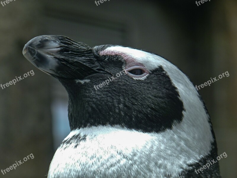 African Penguin Aves Head Spheniscus Demersus Bird