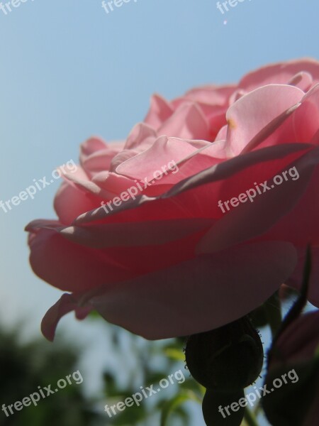 Pink Rose Flower Sun Rays Shadow