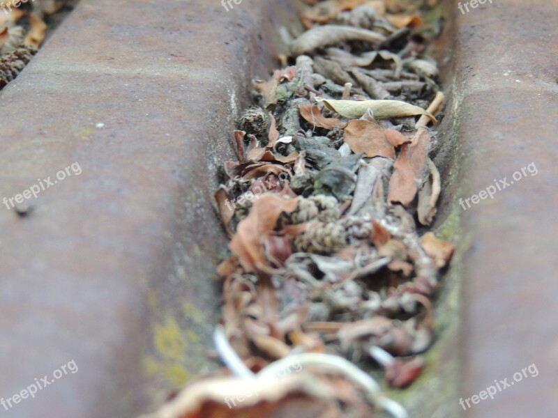 Roof Dirt Leaves Old Sheet