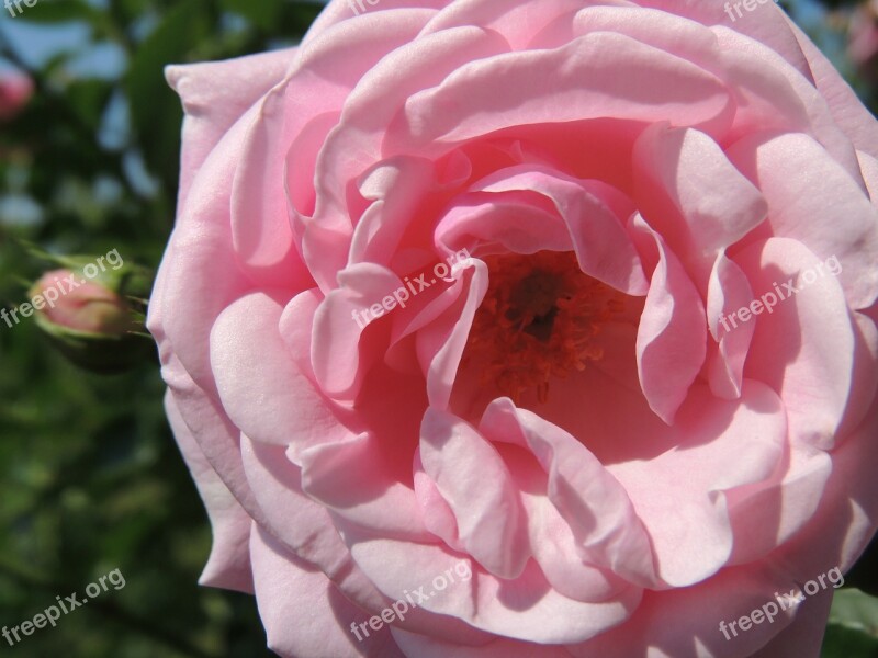 Rose Pink Grace Beauty Uniqueness