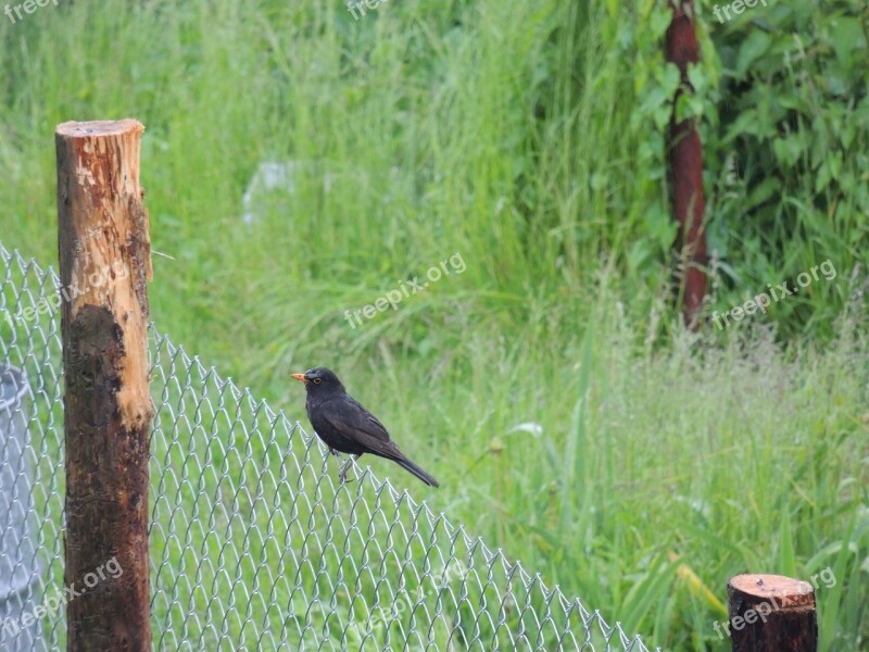 Bird Fence Grass Rain Waiting