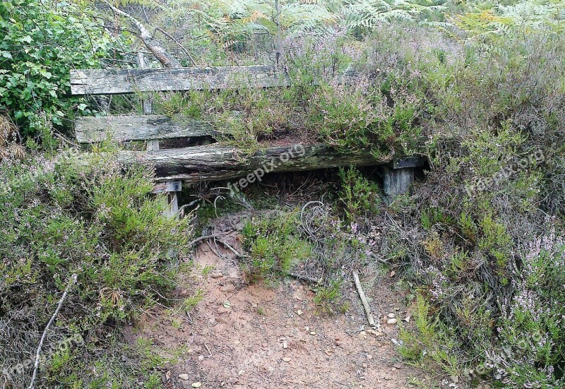 Bank Overgrown Make The Most Of Heide Heather