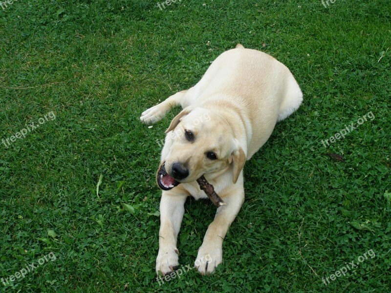 Dog Labrador Gold Playing Puppy