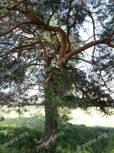 Black Pine Tree Landscape Nature Free Photos