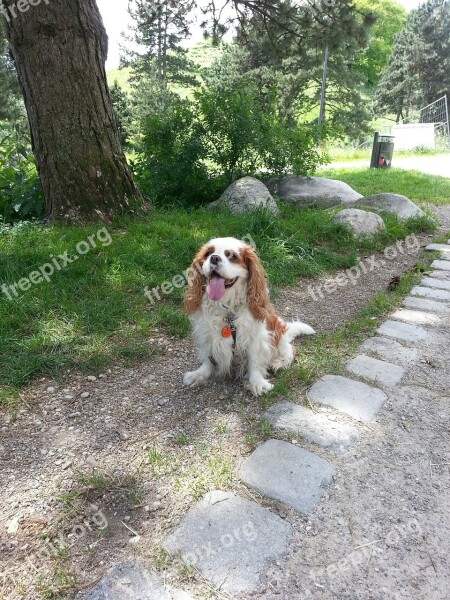 Cavalier King Charles Spaniel Dog Free Photos