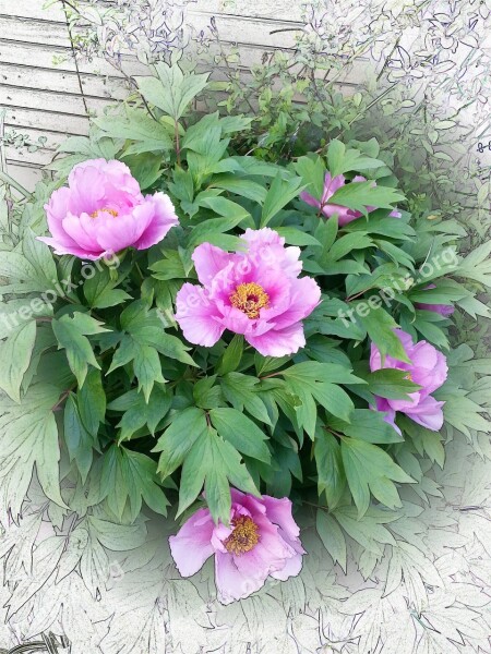 Peony Pink Peony Flower Nature Peony Bud