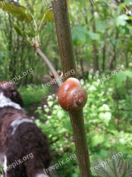 Shell Snail Animals Snail Shells Nature