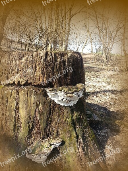 Log Tree Fungus Tree Free Photos