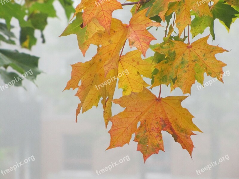 Autumn Autumn Colors Autumn Leaves Maple Orange