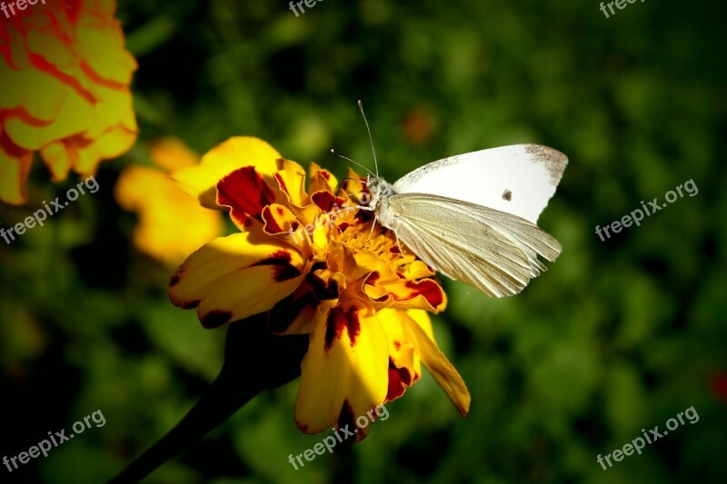 Butterfly Cabbage White Wings Flower Free Photos