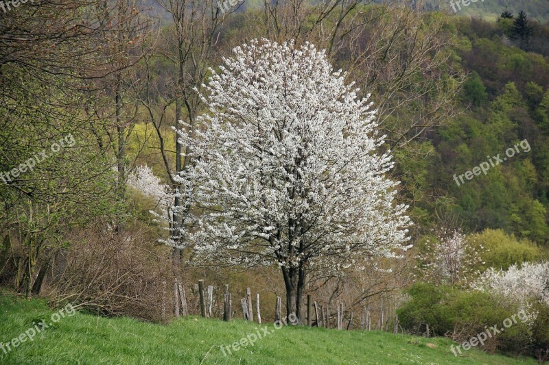 Landscape Tree Fruit Tree Blossom Bloom