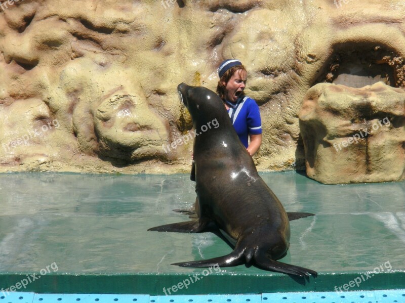 Seal Zoo Marie Algarve Portugal Free Photos