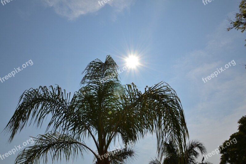 Sun Palms Sea Sunset Ray Of Sunshine