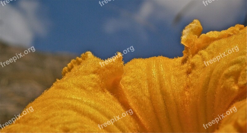 Flower Pumpkin Nature Vegetable Summer