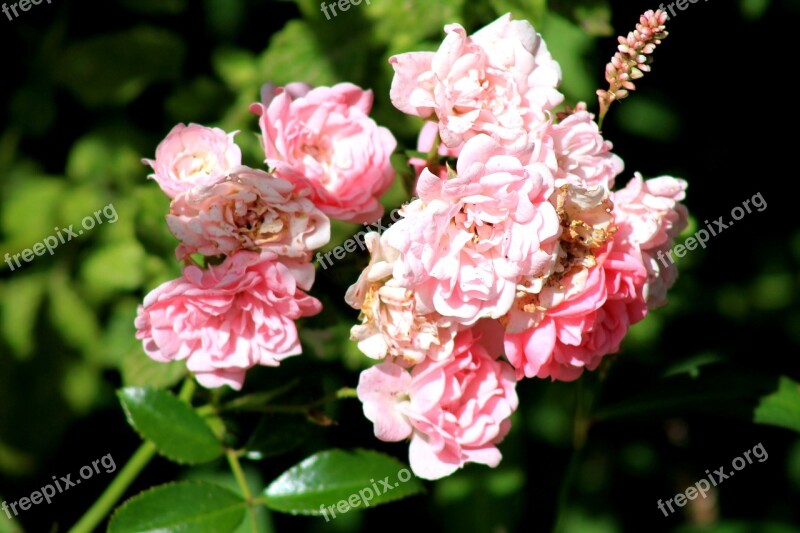 Flowers Shrubs Green Plant Large Flowers