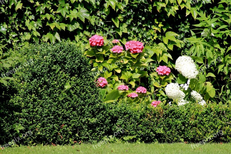 Flowers Shrubs Green Plant Large Flowers