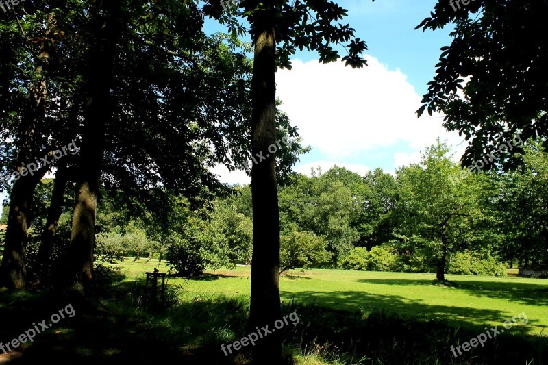 Forest Meadow Trees Sky Green