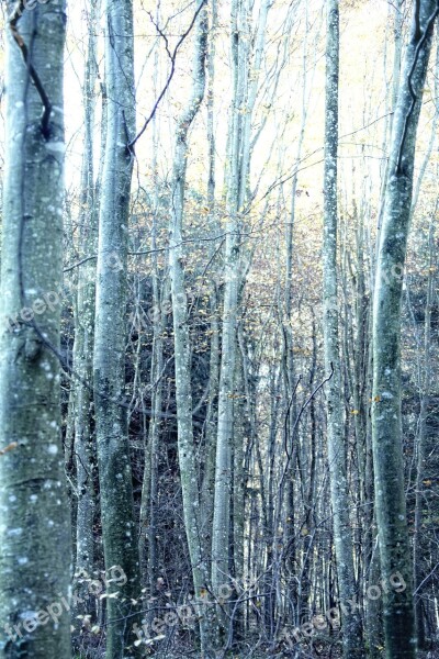 Autumn Trees Forest Autumn Forest Sunbeam