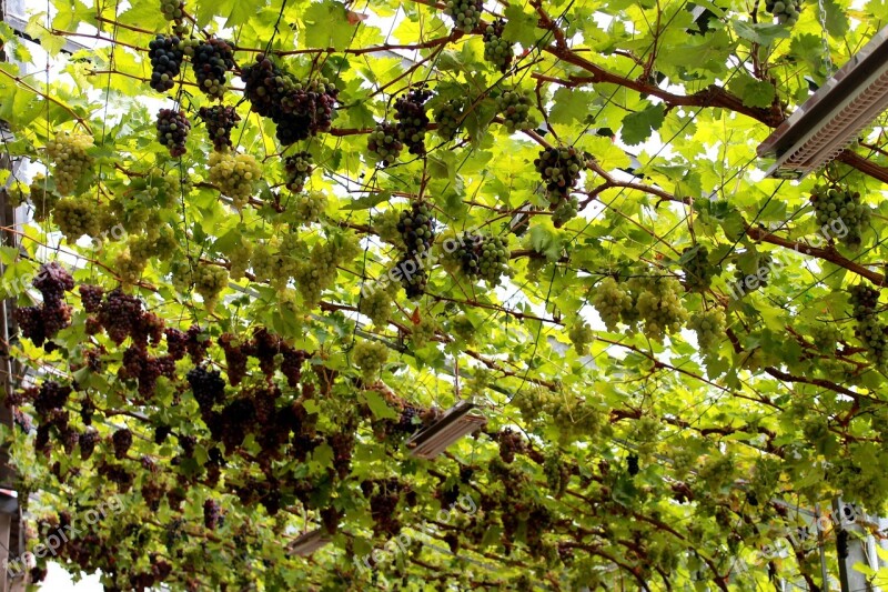 Vines Germany Green Vine Rebstock