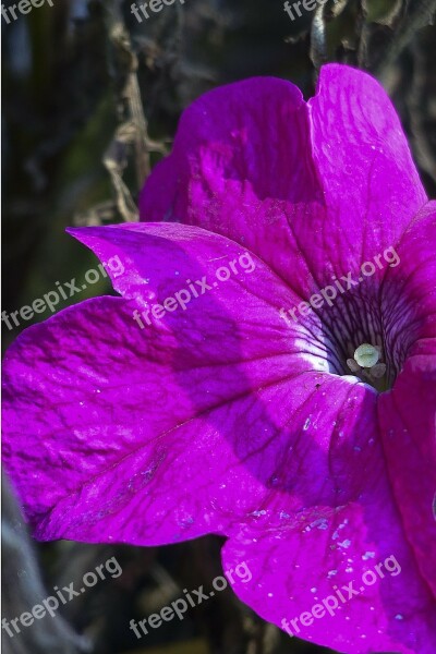 Petunia Pink Bloom Blossom Colorful