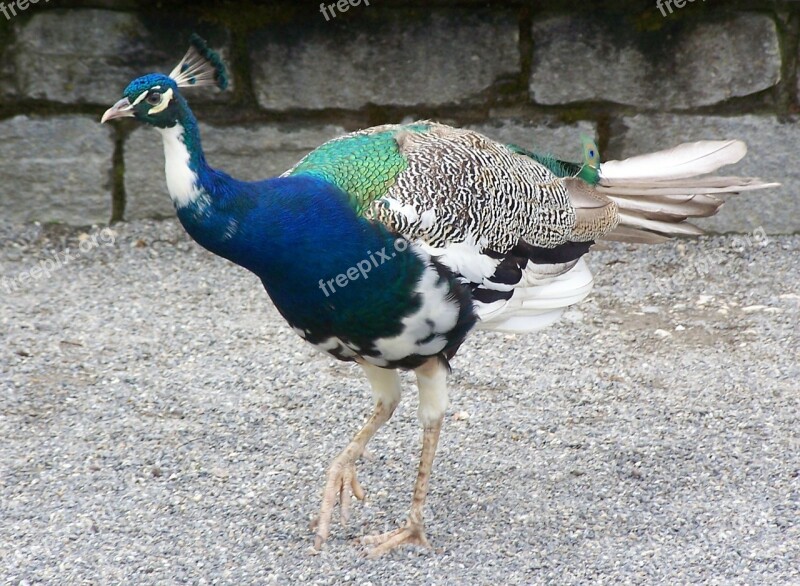 Peacock Bird Feather Iridescent Free Photos