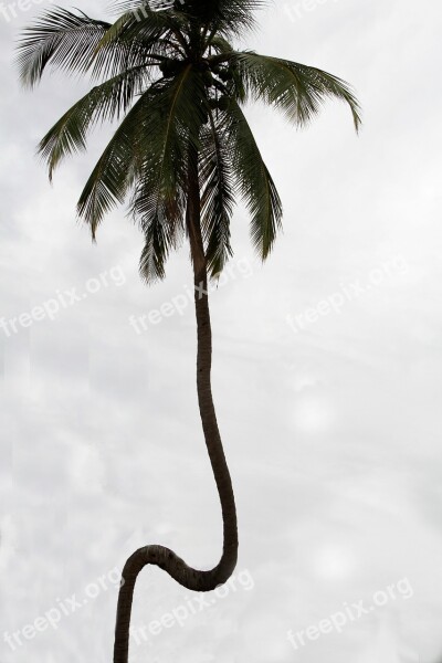 Sri Lanka Nature Sea Coconut Palm