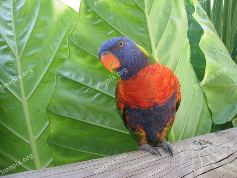 Bird Animal Africa Zoo South Africa