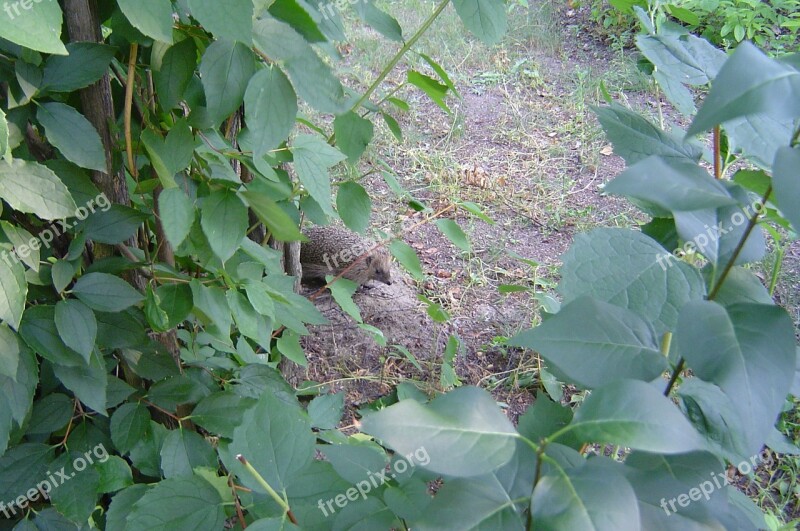 Hedgehog Animal Forest Europe Forests