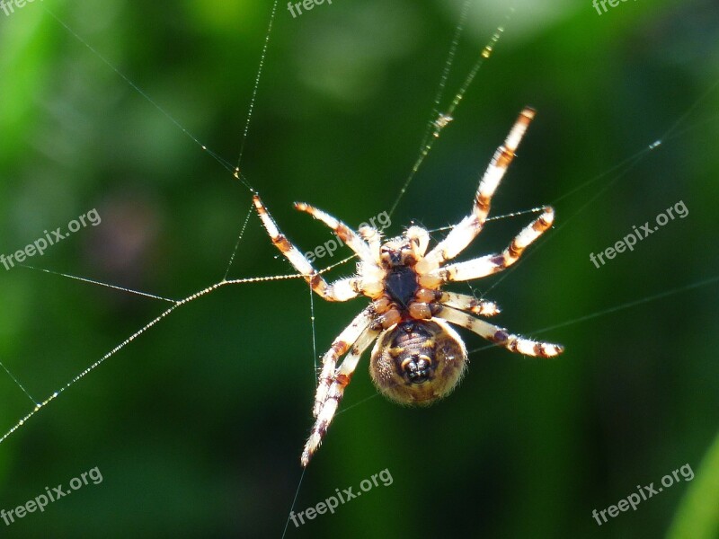 Spider Spnnentier Bottom Spin Cobweb