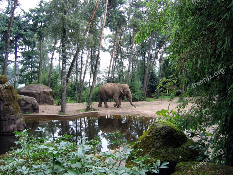 Elephant African Elephant African Bush Elephant Tusks Animal