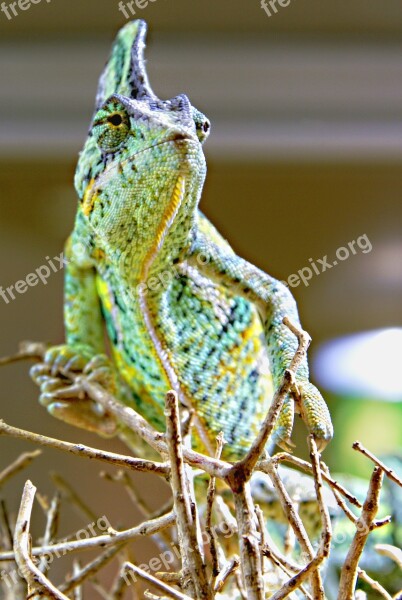 Chameleon Animals Green Insect Eater Reptile