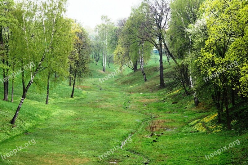 Ravine Green Spring Grass Trees