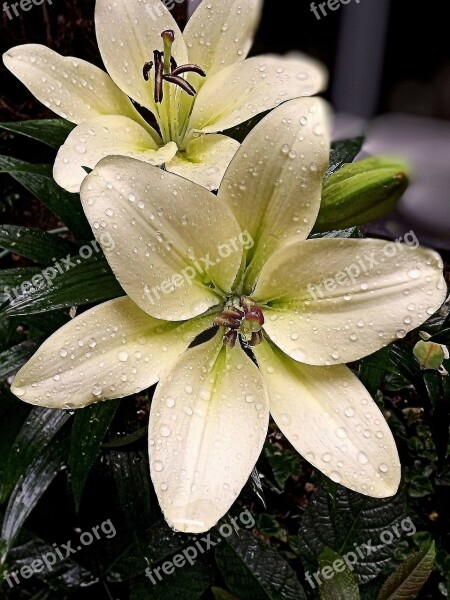 Lily Flower Flora Flowers Nature